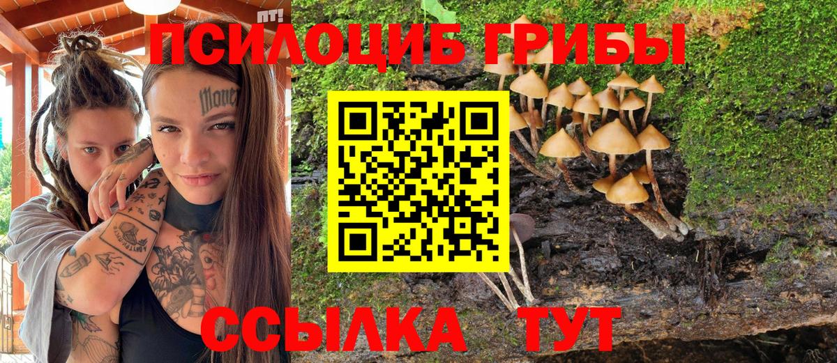 Кольчугино  Псилоцибиновые грибы Psilocybine cubensis  Вход с VPN 